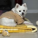 (주) 밀레펫(이마트구미점) | [경상도 구미] 최대규모 다이소 800평 이마트 동구미점 첫방문 올해 크리스마스 아이템은 여기 어때?