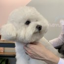 몽슈 펫그루밍샵 이미지