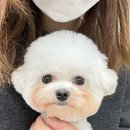 라라반려동물직업전문아카데미 네이버블로그
