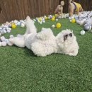 헬로멍뭉 이미지