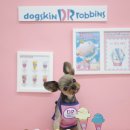 퍼피포유 이미지