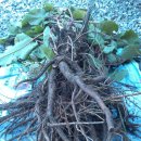 2015년도 금강초뿌리, 아슈와간다 씨앗, 작두콩을 수확했습니다. 이미지