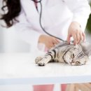 진성동물병원 이미지