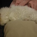 달고양이 이미지