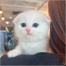 천안고양이 분양 퍼스트캣 본점 이미지