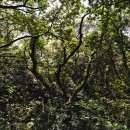 제주 천제연 난대림 이미지