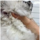 메리몰펫샵 이미지