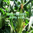 장남-2 | 옥수수공부 1일차_Chat gpt에게 물어보기!