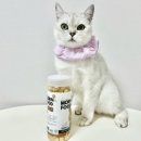 몬 펫 이미지