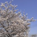 강변에 | 벚꽃 명소 오성강변 근처 대형카페 - 그래비티 카페 오성점