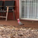 브랜뉴워시 | 호즈 에어즈록 | 울룰루 Outback hotel 스탠다드 룸 내돈내산 후기