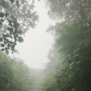 발효액으로 키우는 산골 김장무우 밭 이미지