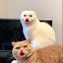 메디바이오 이미지