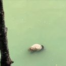 쓰찬성 강가에서 발견된 자이언트 판다 시체 이미지
