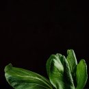 싱싱푸드 이미지