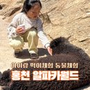 올라알파카 카페 | 홍천 알파카월드 아이랑 가볼만한곳, 먹이 체험부터 동물체험 총정리