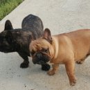 에이스 켄넬 이미지