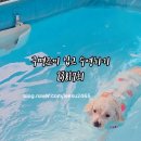 애견동반 멍멍아노올자 이미지