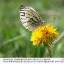 민들레 - 광주시 경충대로 1100-16 | 민들레