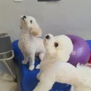 하울팟 위례점 이미지