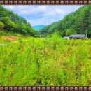 산약초 생활건강 이미지