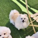 뽀송하개 재워줄개 이미지