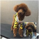 애견깍새 이미지