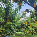 광수네밥상 이미지