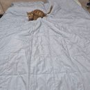 1공단로-12 | [솔직후기] 고양이 알레르기가 있는 집사의 고양이 털 안 붙는 오르카홈 사용 후기