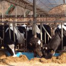 석양목장 이미지