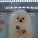 셀럽퍼피 이미지