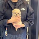 아지사랑 이미지