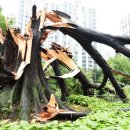 수원-1790 이미지