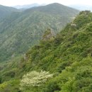 백운산약초