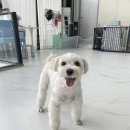 나라라펫 이미지