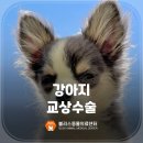 송 동물의료센터 이미지