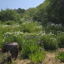 샤스타데이지(Shasta daisy) 이미지