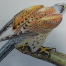 색연필화 이미지