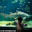 (주)뉴스타팜 | 추운 날 실내 나들이 고양 아쿠아리움 아쿠아플라넷 일산 할인 공연 정보