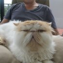 달고양이 이미지