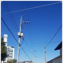 비둘기2길 이미지