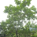 금산약초 이미지