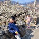 금한마을-정자나무옆 | 2026 광양 매화축제 개화상황 실시간 기간 13일 다녀온 따끈한 후기