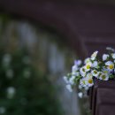 꽃이야기 이미지