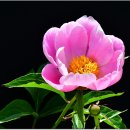 peony