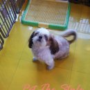 펫더스타일 이미지