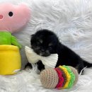 마이뭉 | 해운대에서 찾은 소중한 반려견 마해운대펫샵 부산강아지 마이뭉 24시 방문 후기