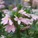 행보키꽃차 이미지