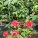 정현석농가 이미지