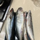 푸른농수산 | 생물고등어 영덕농수산 참고등어 어 구매 후기